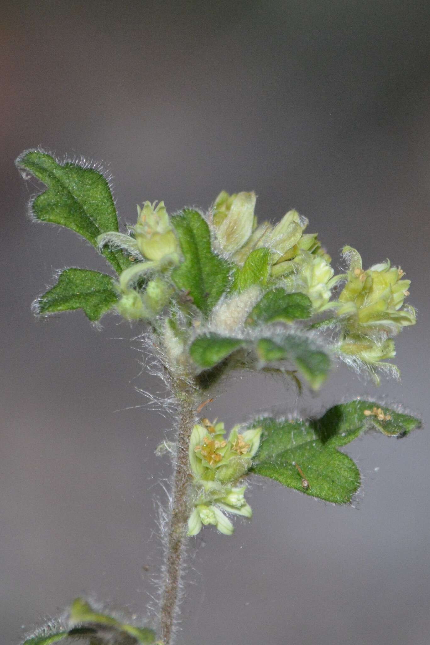 Image of Xanthosia pilosa Rudge