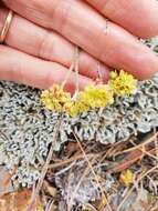 Imagem de Eriogonum ovalifolium var. nivale (Canby ex Coville) M. E. Jones