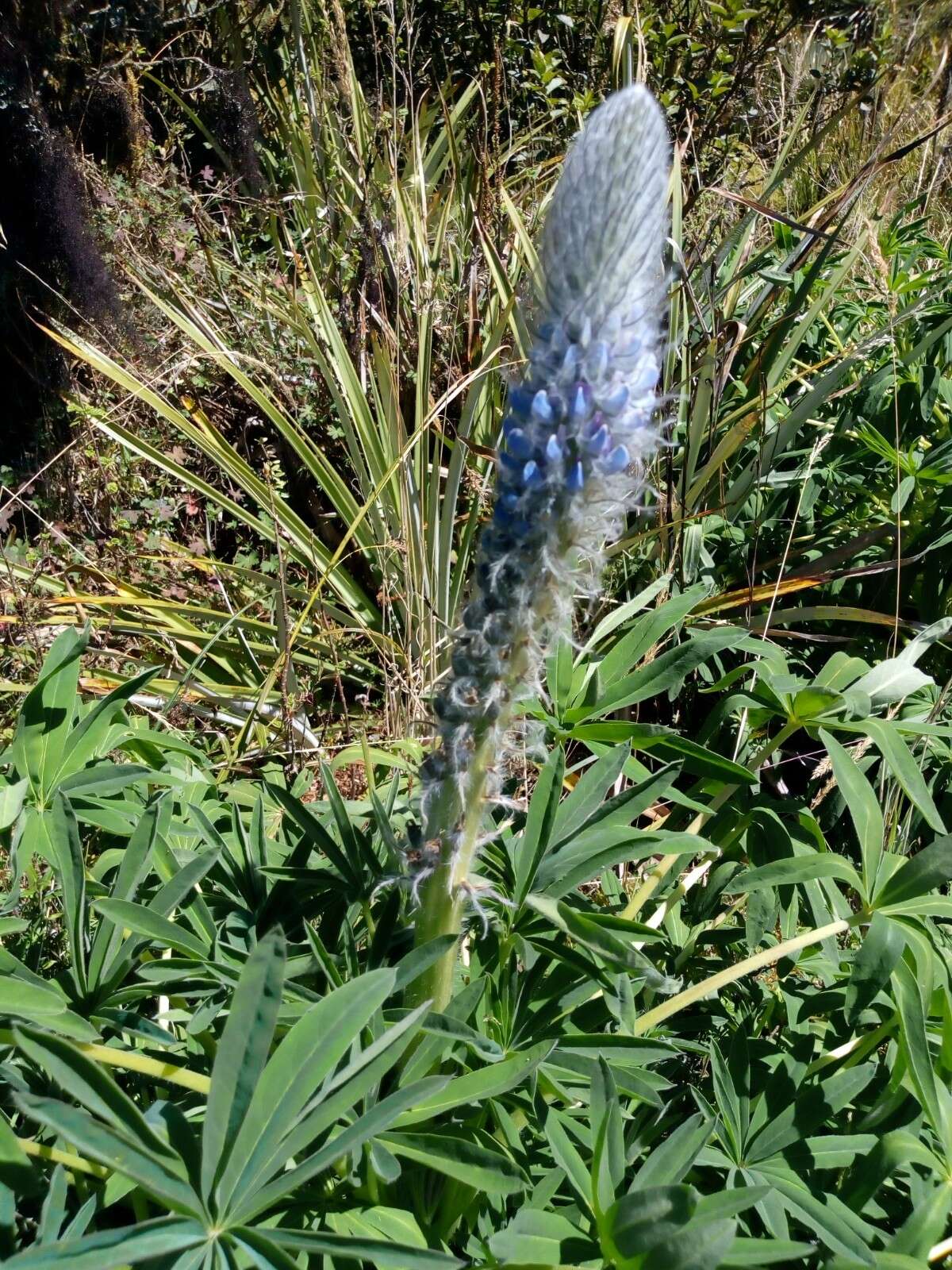 Image of Lupinus triananus C. P. Sm.