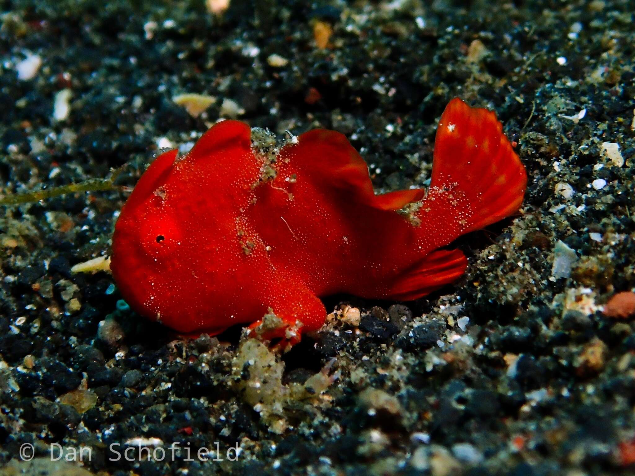 Image of Painted frogfish