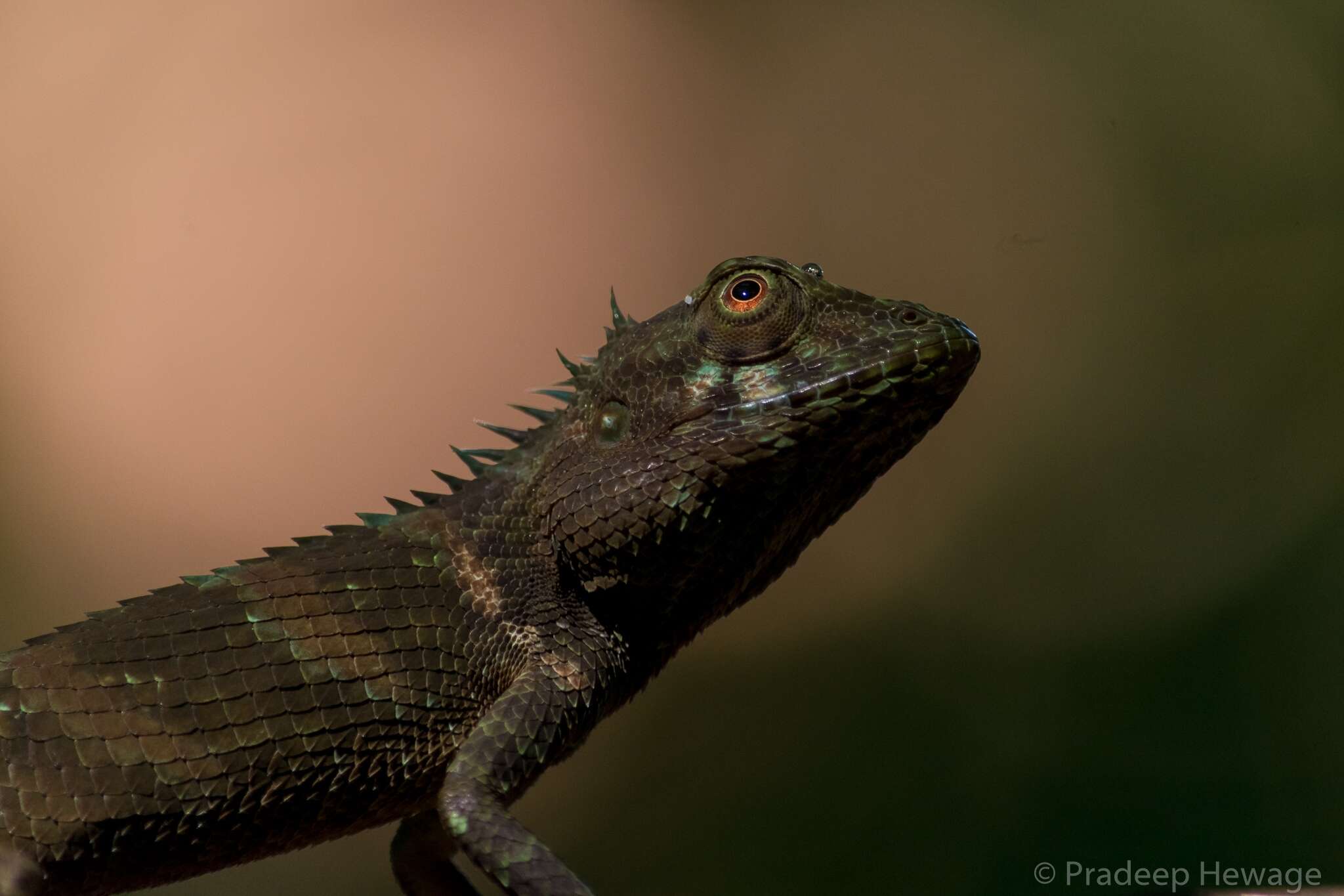 Plancia ëd Calotes liolepis Boulenger 1885