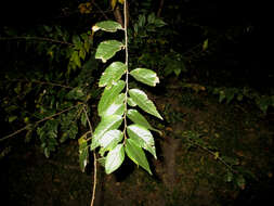 Image of Chinese elm