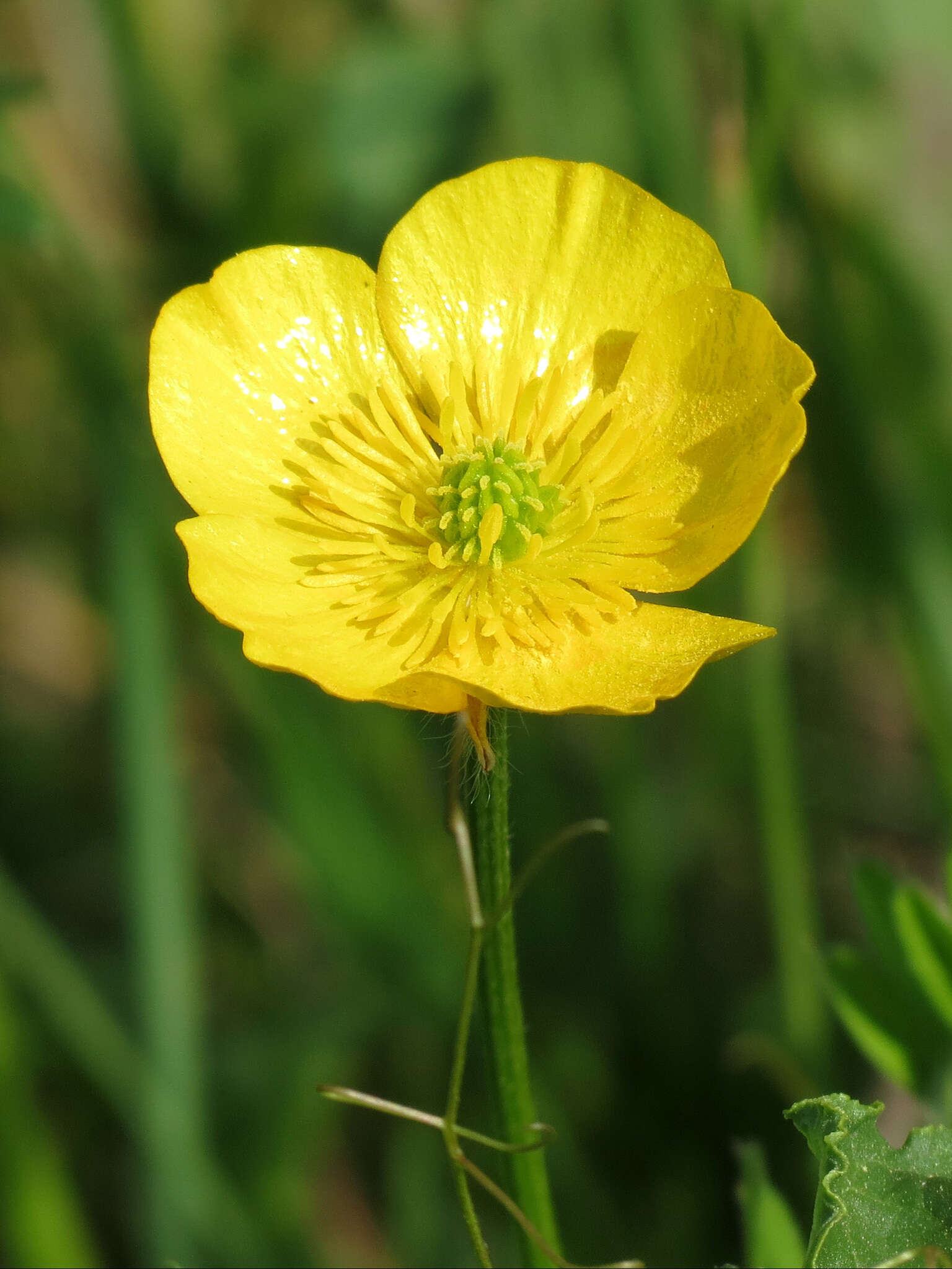 Plancia ëd Ranunculus acris L.