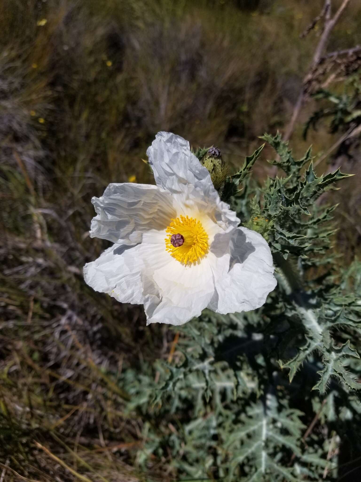 Image of Hawaiian prickly poppy