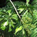 Image of Climbing Umbrella Tree