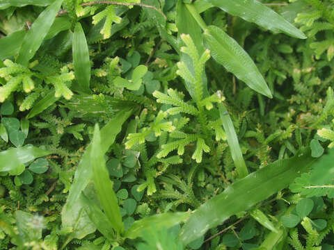 Image of Selaginella repanda (Desv. & Poir.) Spring