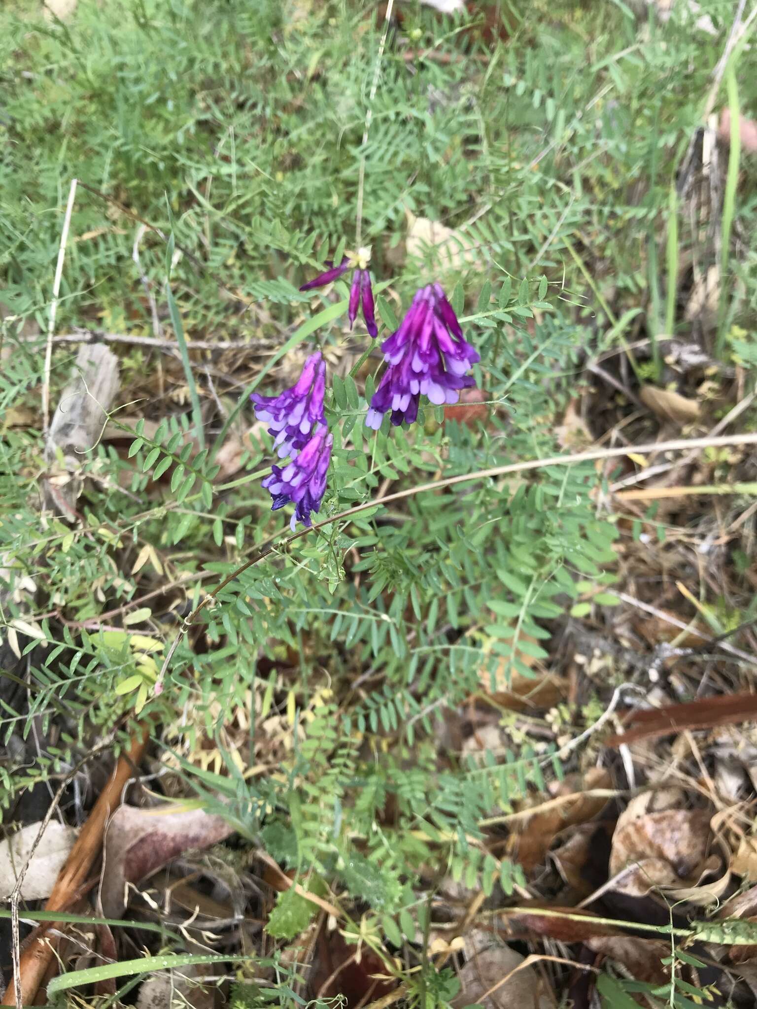 Imagem de Vicia villosa subsp. varia (Host) Corb.