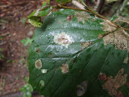 Image of Cameraria hamameliella (Busck 1903)