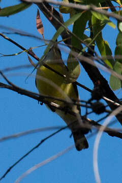 Image of White-throated Gerygone