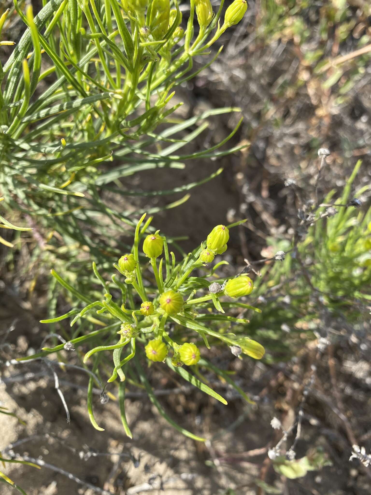 Image of dune ragwort