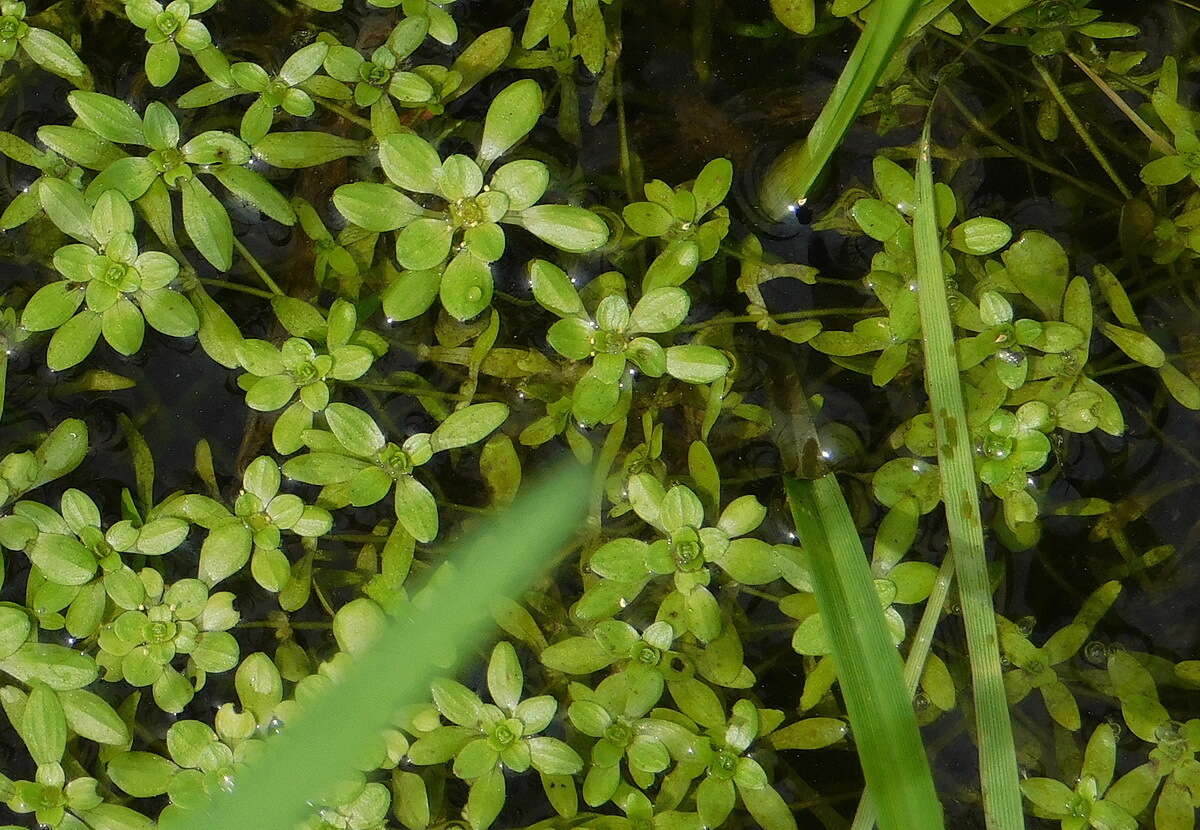 Image of Narrow-fruited Water-starwort