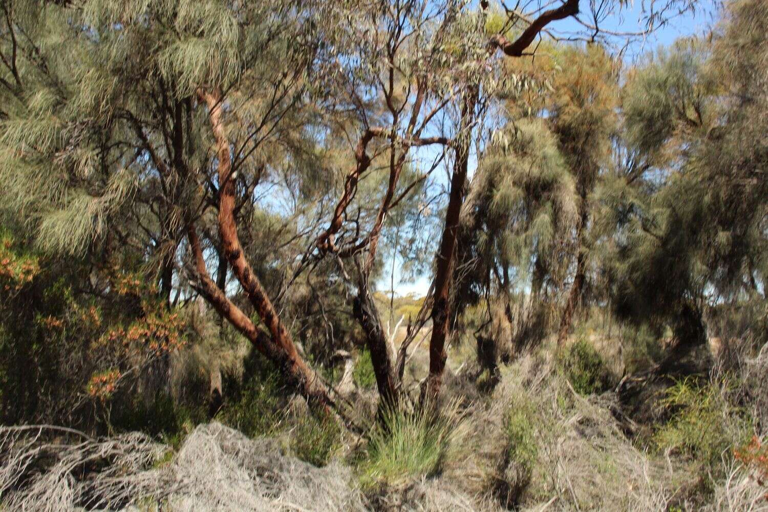 Image of Eucalyptus caesia subsp. caesia