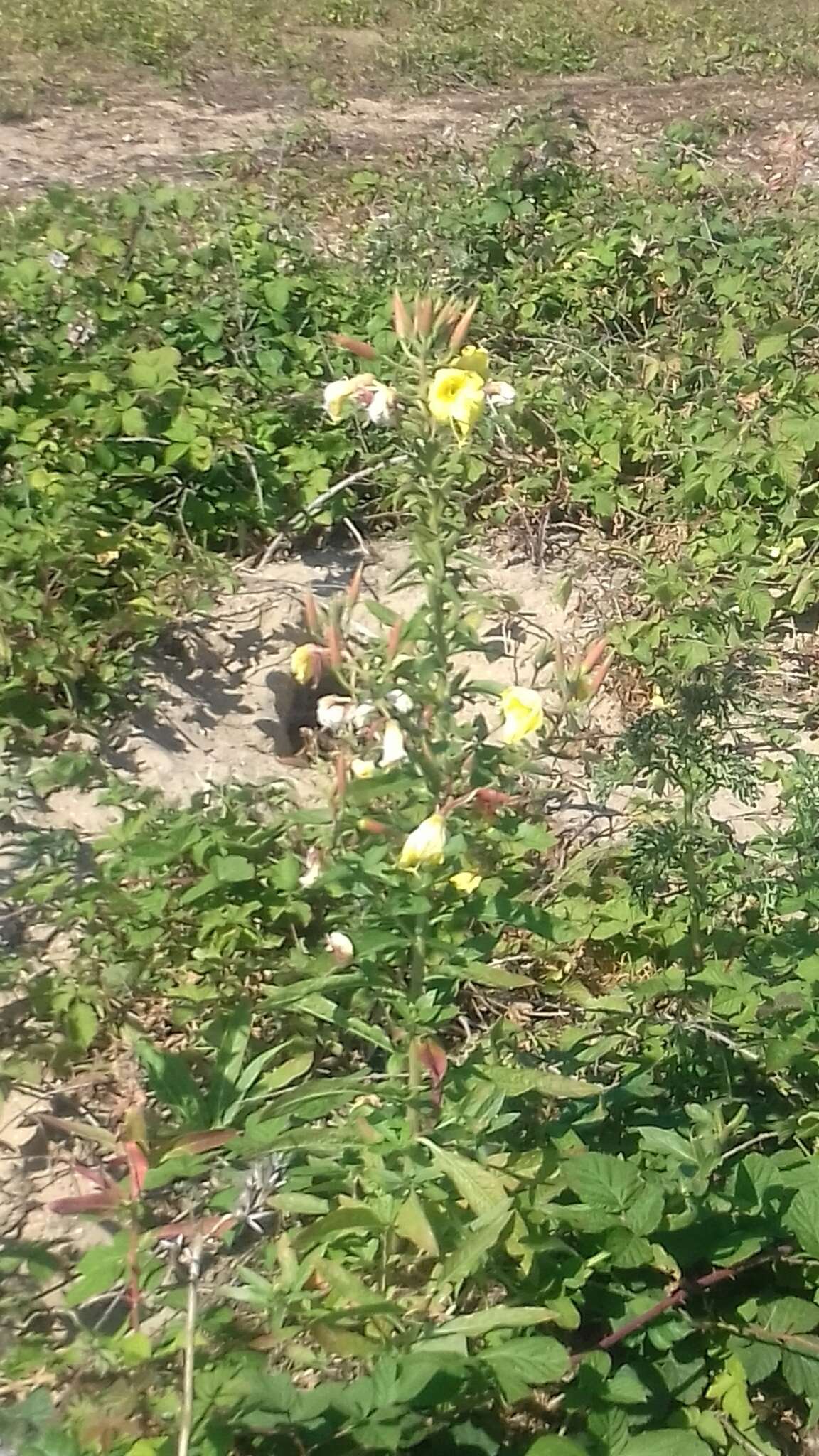 Image of redsepal evening primrose