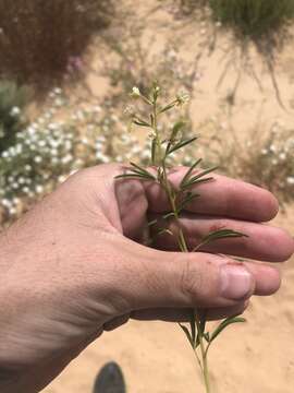 Image of James' clammyweed