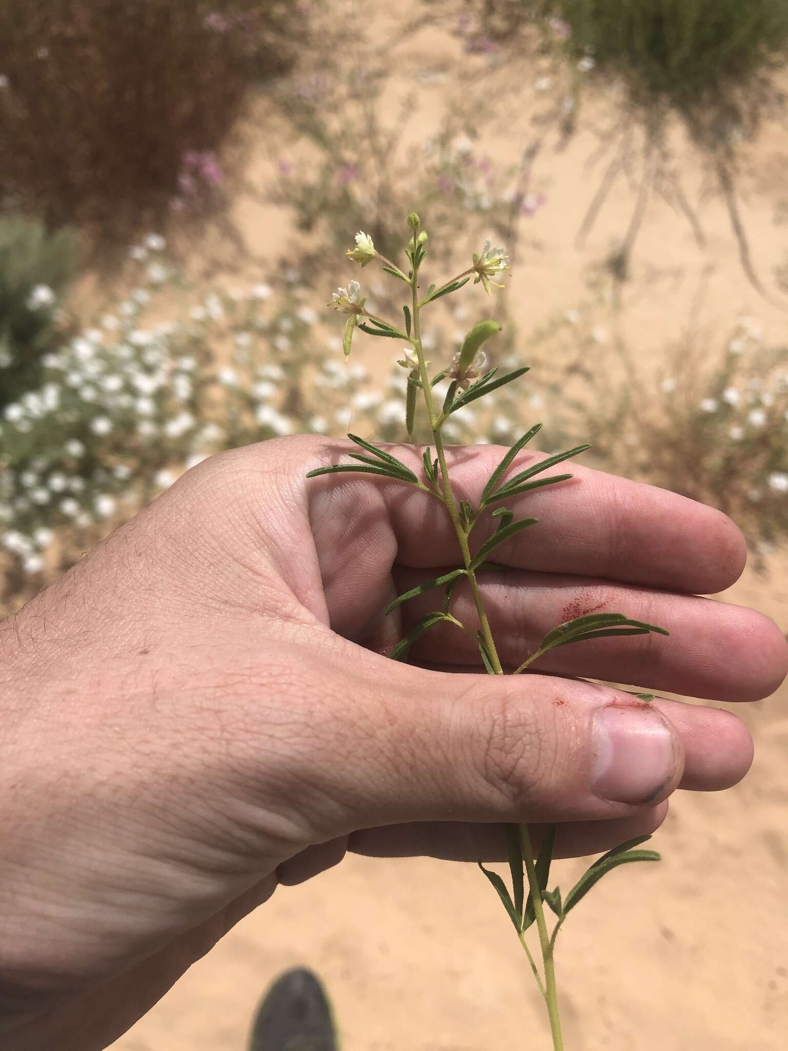 Image of James' clammyweed