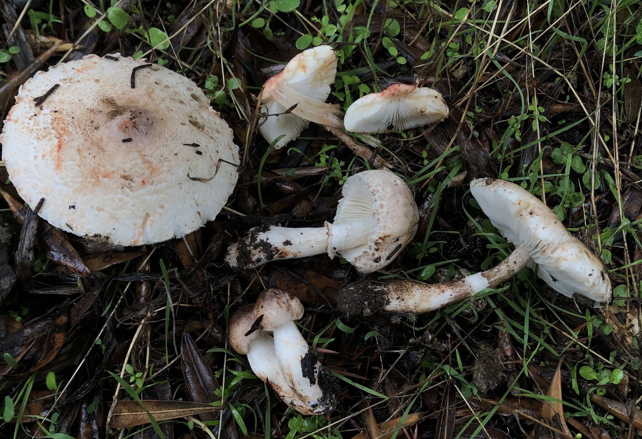 Image of Leucocoprinus badhamii (Berk. & Broome) Locq. 1943