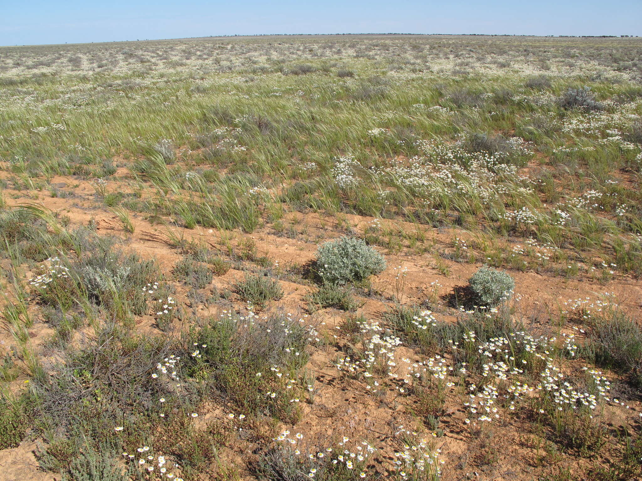 Image of Rhodanthe floribunda (DC.) P. G. Wilson