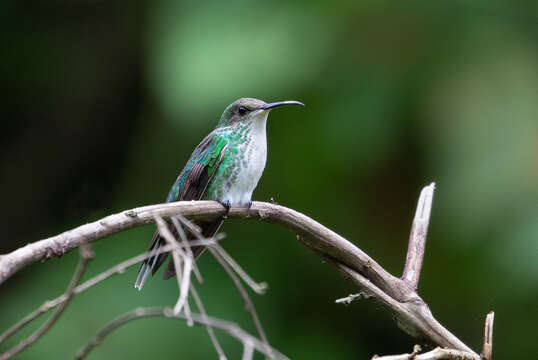 Слика од Trochilus scitulus (Brewster & Bangs 1901)