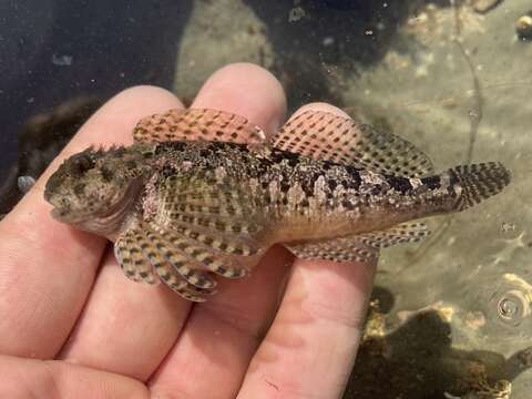 Image of Bald sculpin