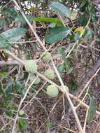 Image of African osage-orange