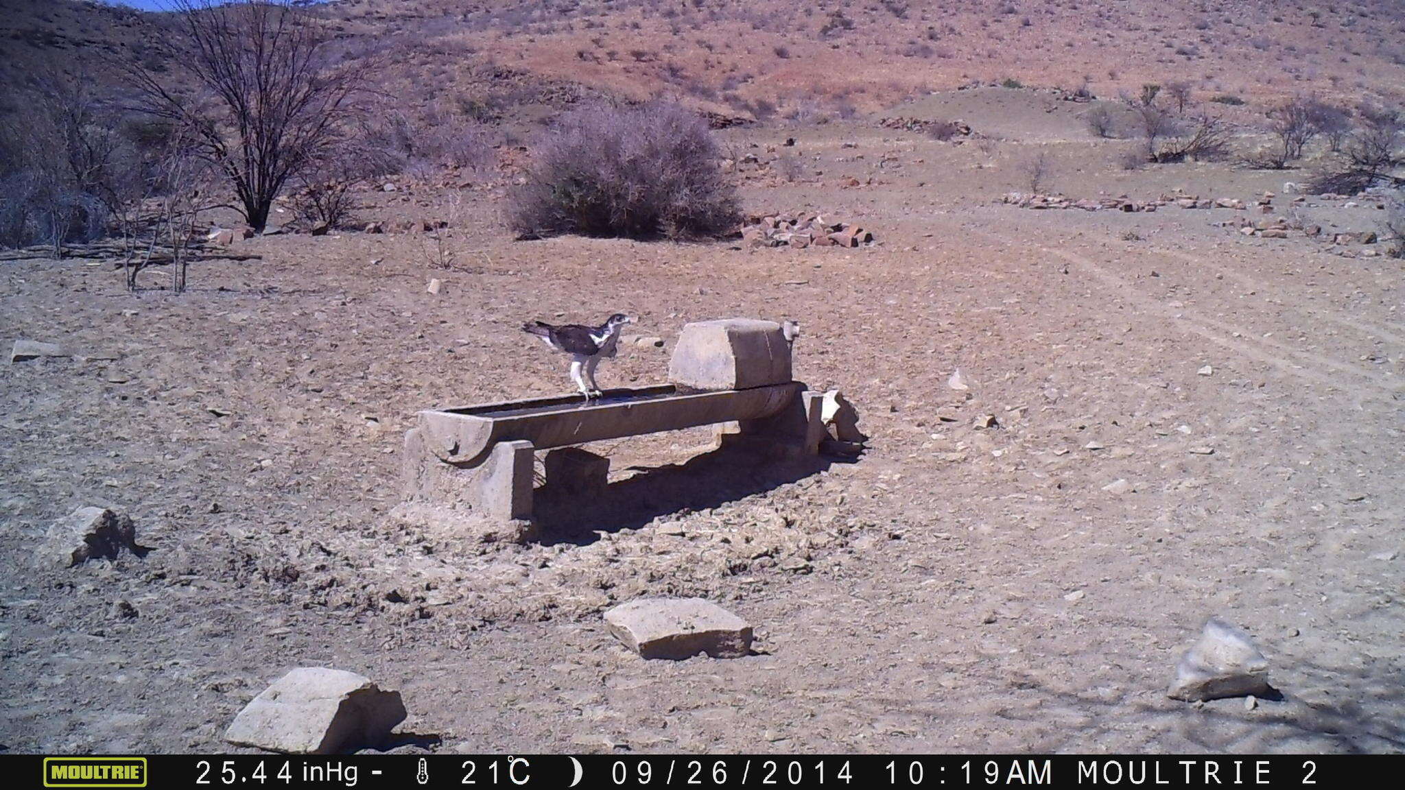 Image of African Hawk-Eagle