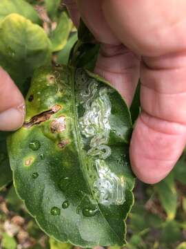 Image of Citrus leafminer