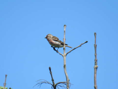 Image of Lesser Redpoll