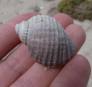 Image of scaly dogwhelk