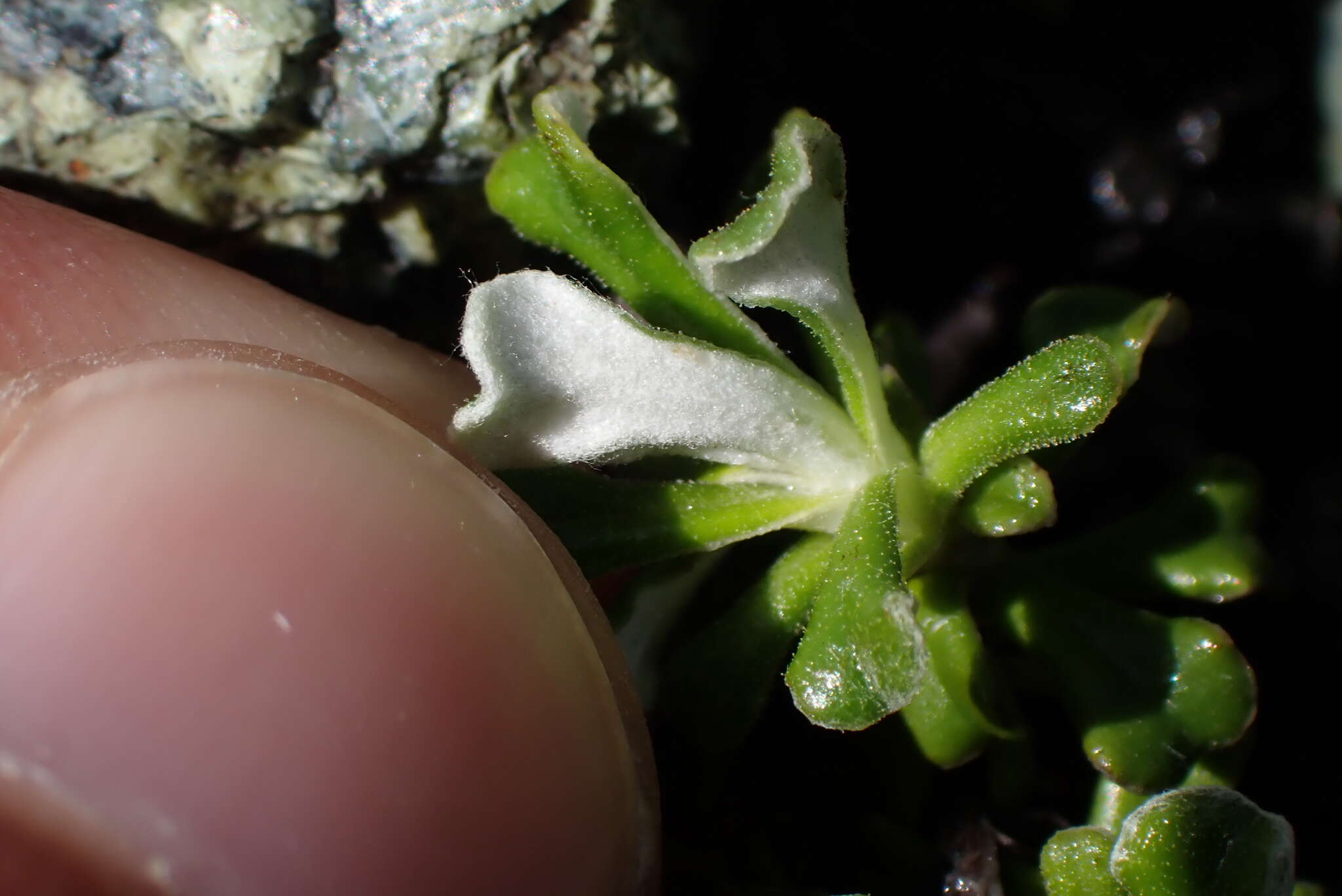 Image de Antennaria suffrutescens Greene