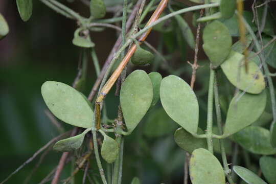 Image of Dischidia oiantha Schltr.