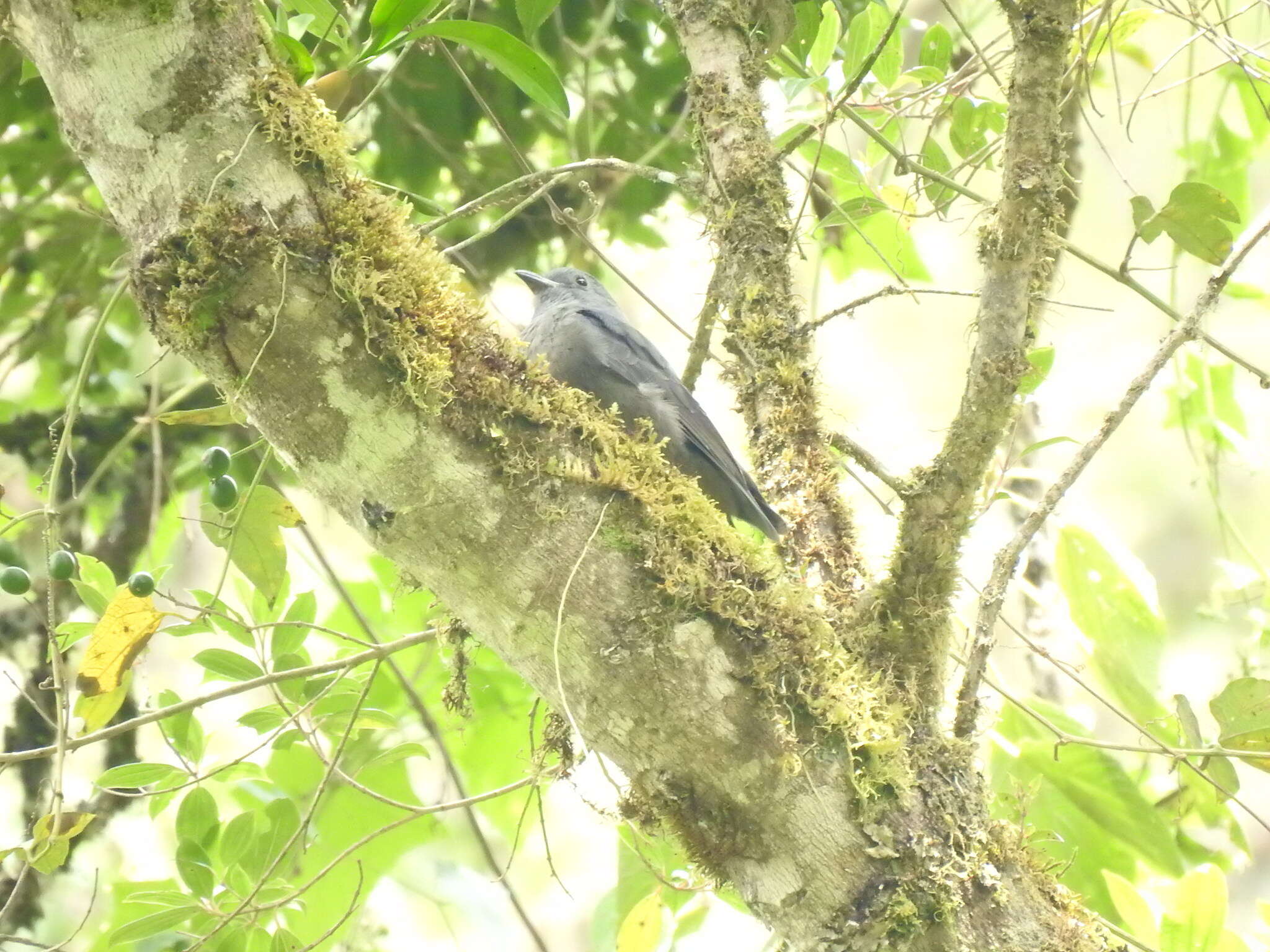 Image of Dusky Piha