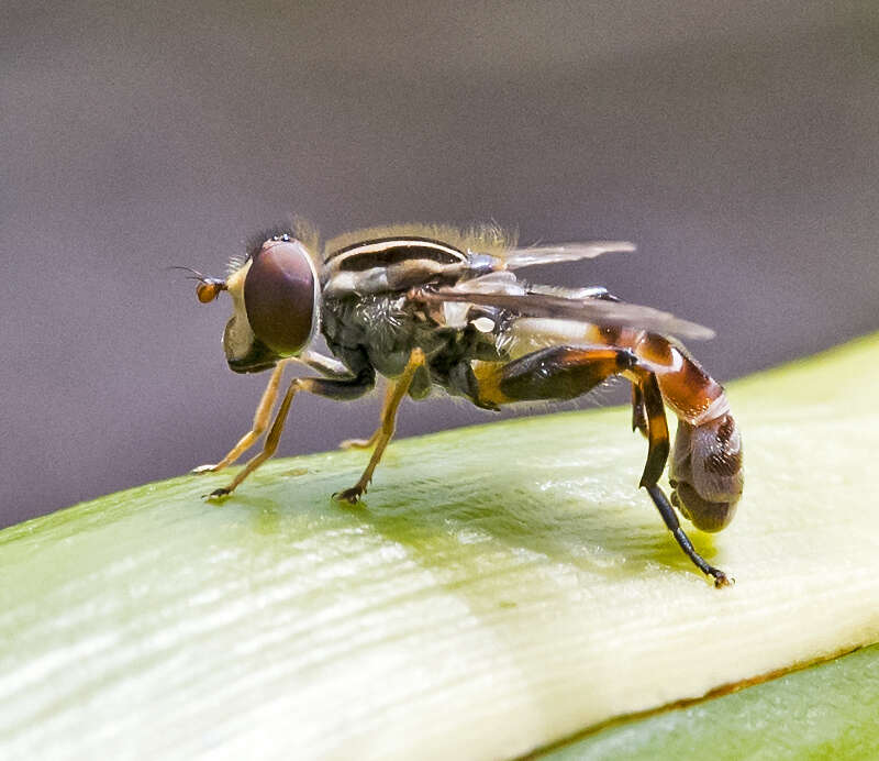 Image of Anasimyia grisescens (Hull 1943)