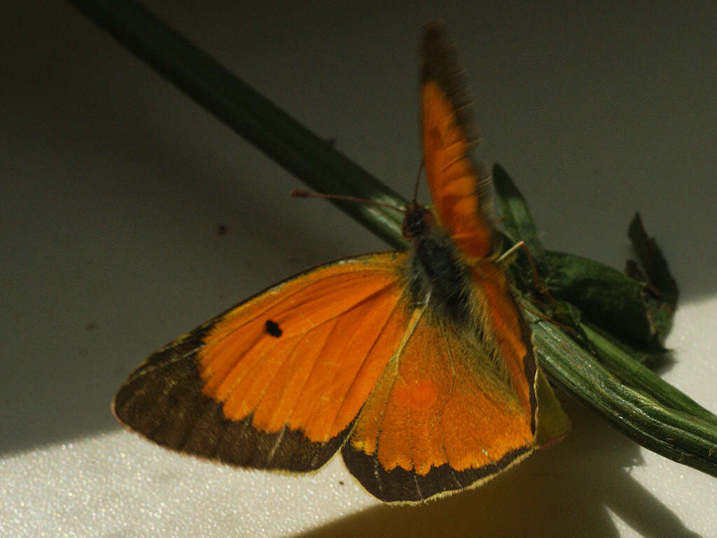 Image of Colias myrmidone (Esper 1781)