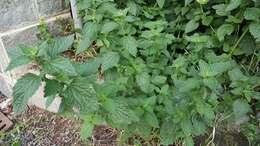 Image of black horehound