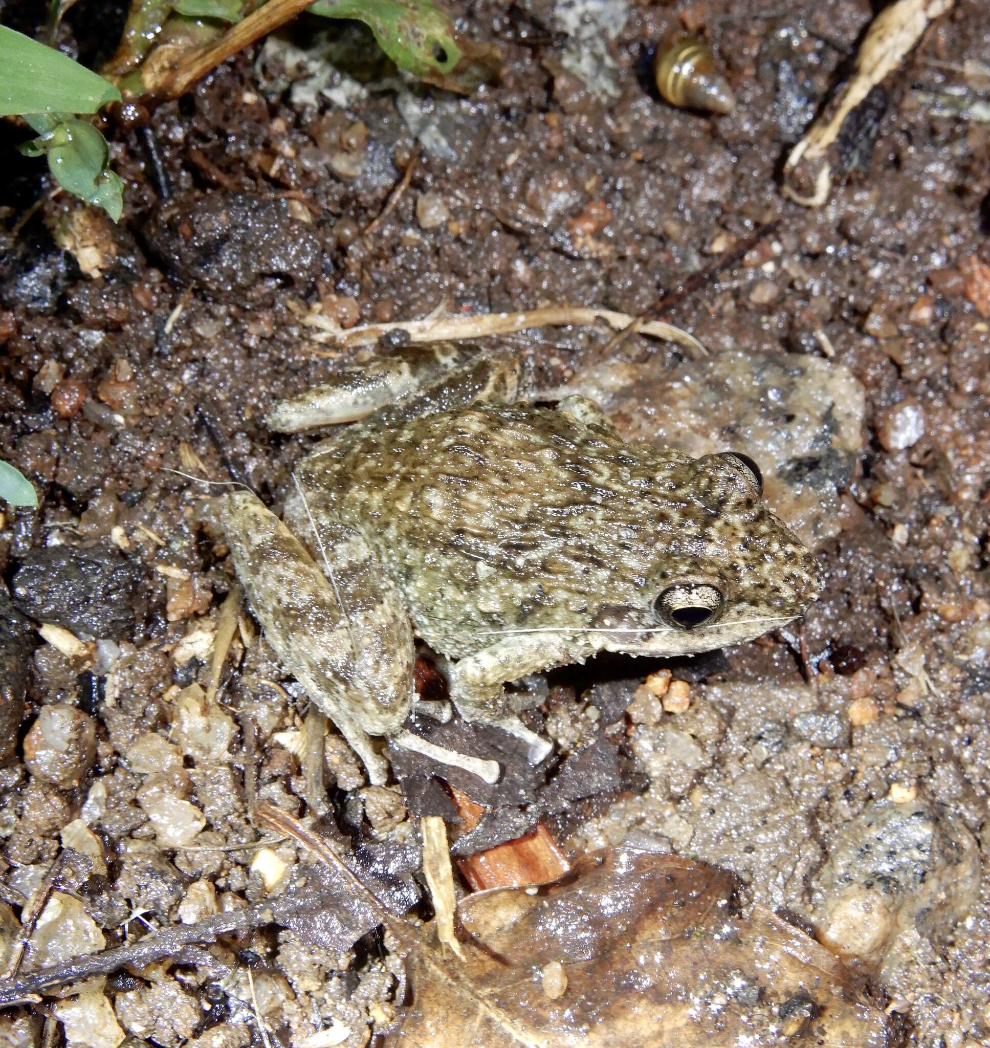 Image of brown leaping frog