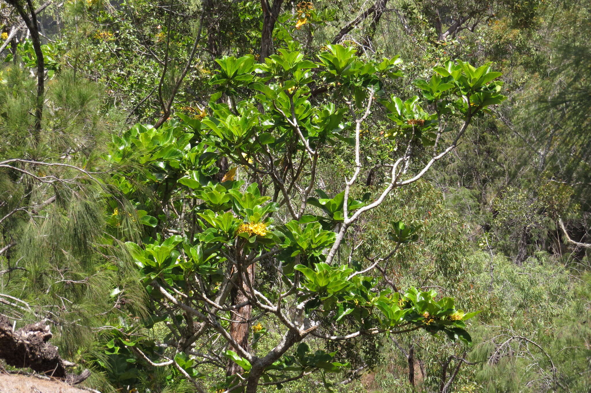 Image de Deplanchea tetraphylla (R. Br.) F. Muell. ex van Steenis