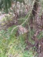 Image of Cooley Spruce Gall Adelgid