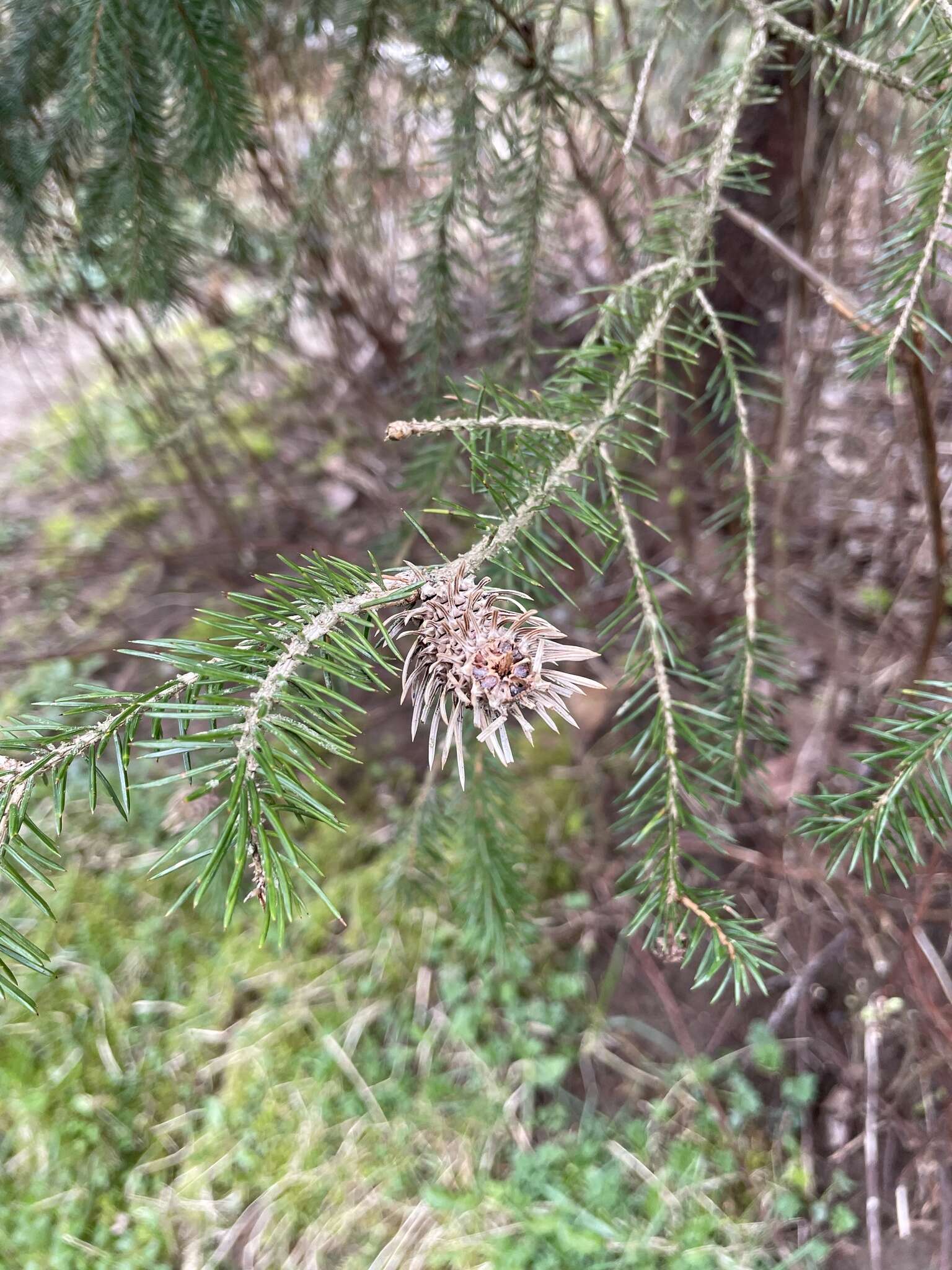 Image of Cooley Spruce Gall Adelgid