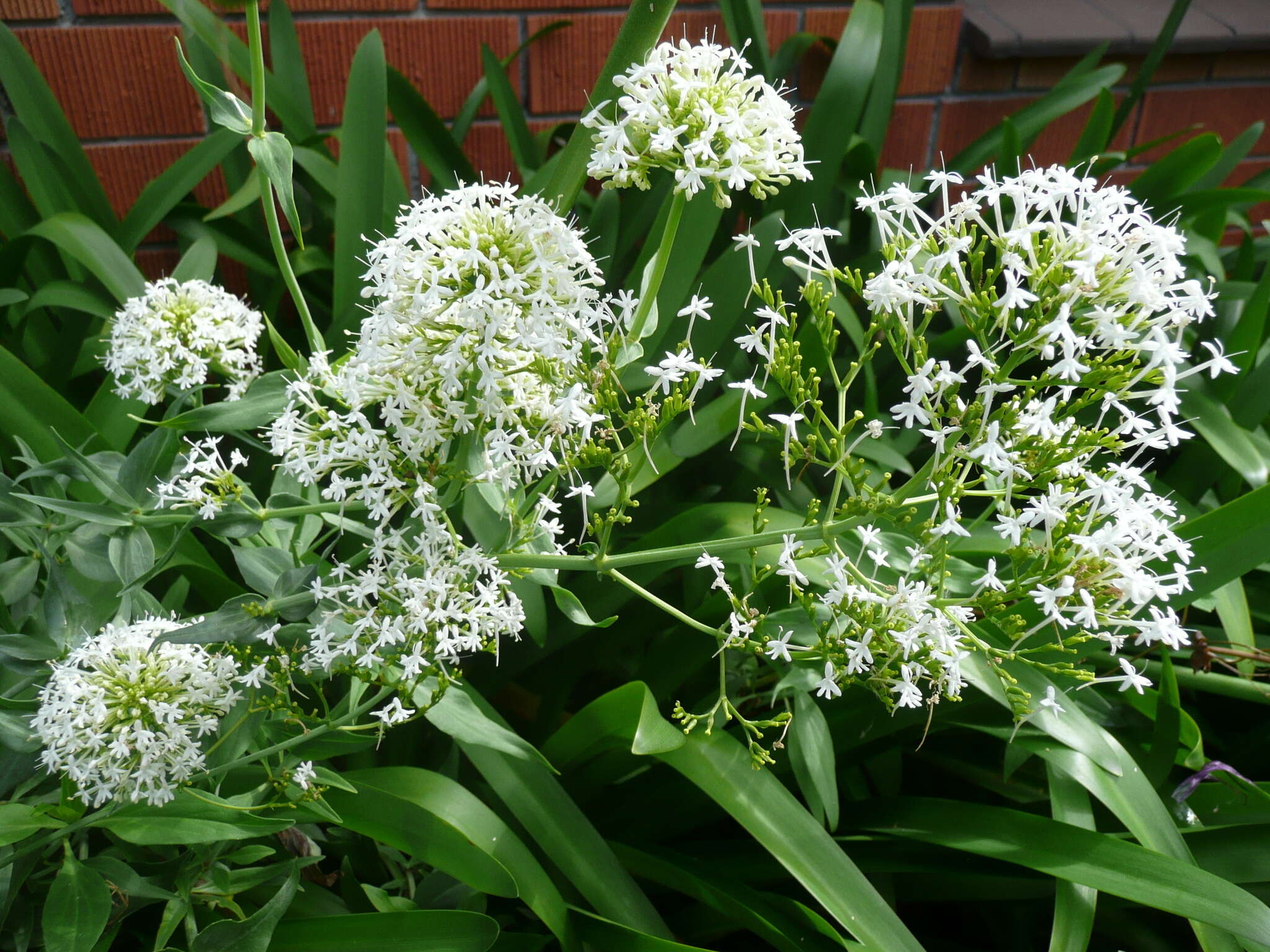 Image of Red Valerian