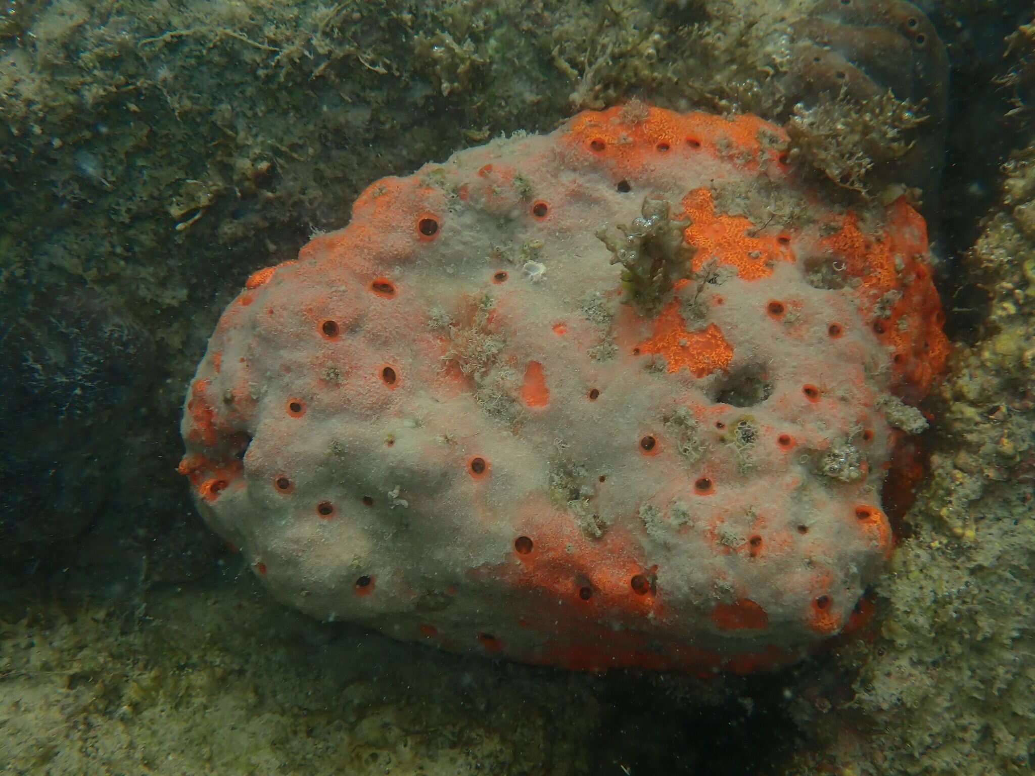 Image of red boring sponge