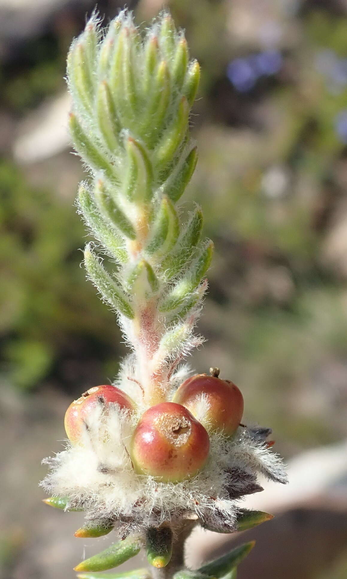 Image of Phylica propinqua Sond.