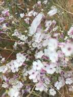 Image of gilia beardtongue