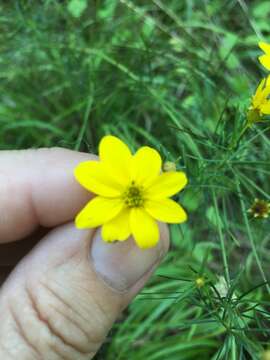 Image of whorled tickseed