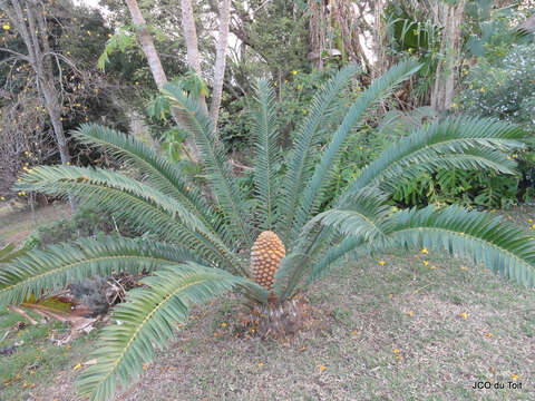 Imagem de Encephalartos natalensis R. A. Dyer & I. Verd.