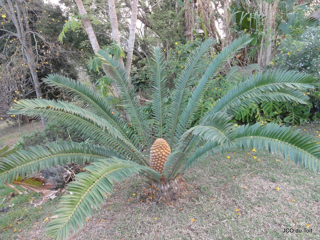 Image of Natal Cycad