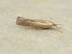 Image of Sod Webworm