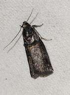 Image de Acrobasis caryae Grote 1881