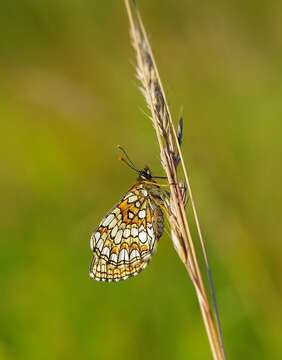 Imagem de Melitaea britomartis Assmann 1847