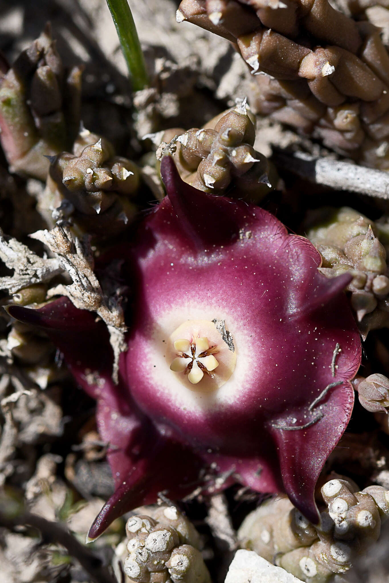 Image of Ceropegia pillansiana (N. E. Br.) Bruyns