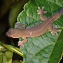 Image of Lanyu Scaly-toed Gecko